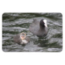 Recherche de qualité magnets Mignon
