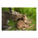 Recherche de orignaux photographie Animaux
