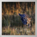 Recherche de panthera Safari