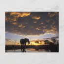 Recherche de chobe cartes postales Crépuscule