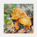 Recherche de peu communs magnets Photographie