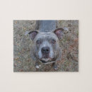 Recherche de pitbull puzzles Chien mignon