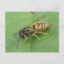 Recherche de voleurs cartes postales Faune