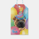 Recherche de shar Shar pei