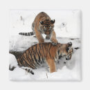 Recherche de cuill magnets Chat