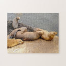 Recherche de otarie puzzles Phoques