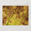 Recherche de macro cartes postales Feuille