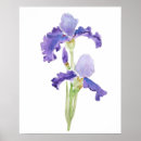 Recherche de purple iris posters Flowers
