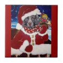Recherche de chien de père noël carreaux Weimaraner