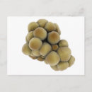 Recherche de oncologie cartes postales Biologie cellulaire