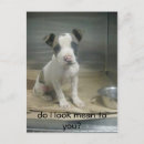 Recherche de secouru cartes postales Dog