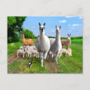 Recherche de de lama cartes postales Nature