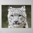 Recherche de léopard neige posters Faune