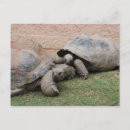 Recherche de tortue géante cartes postales Tortues