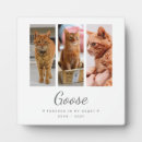 Recherche de animaux portraits Pour animaux