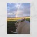 Recherche de samoyede cartes postales Samoyède
