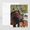 Recherche de jument et poulain cartes postales Debout