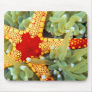 Recherche de mer rouge tapis souris Récif