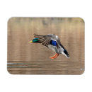 Recherche de canard magnets Faune