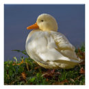 Recherche de canard blanc posters Sauvagine