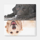 Recherche de dog magnete Personnalisation