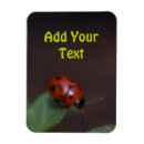 Recherche de coccinelles refrigérateur magnets Insecte