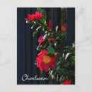 Recherche de fleur de noël cartes postales Toute personne