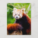Recherche de panda rouge cartes postales Faune