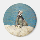 Recherche de iguane magnets Iguana