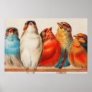 Recherche de colorful bird posters Illustration