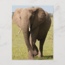 Recherche de éléphant africain cartes postales Parc national