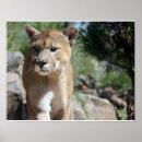 Recherche de animal puma posters Faune