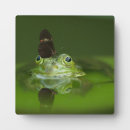 Recherche de grenouille maison deco Amphibien