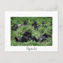 Recherche de gorille sauvage cartes postales Singe