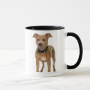 Recherche de pitbull américain Animal