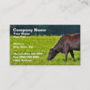 Recherche de vache brune cartes visite Bétail