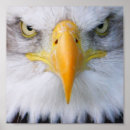 Recherche de oiseau américain posters Canada