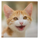 Recherche de visage drôle carreaux Chat