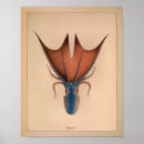 Recherche de poulpe bleu posters Océan