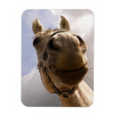Recherche de cheval drôle magnets Humour