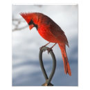 Recherche de cardinal du nord posters Copie