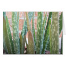 Recherche de aloès cartes postales Vert