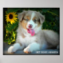 Recherche de chien de berger australien art Merle