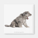 Recherche de bureau vétérinaire magnets Chiens