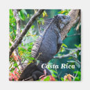 Recherche de iguane magnets Tropical