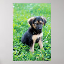Recherche de chiot berger allemand posters Mignonette