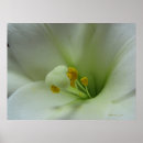 Recherche de 2008 photographie Lis