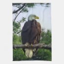 Recherche de aigle chauve cuisine linges Oiseau de proie