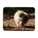 Recherche de nain magnets Regarder l'appareil photo