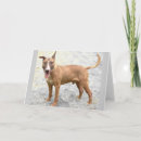 Recherche de bull terrier anglais vœux cartes Animal